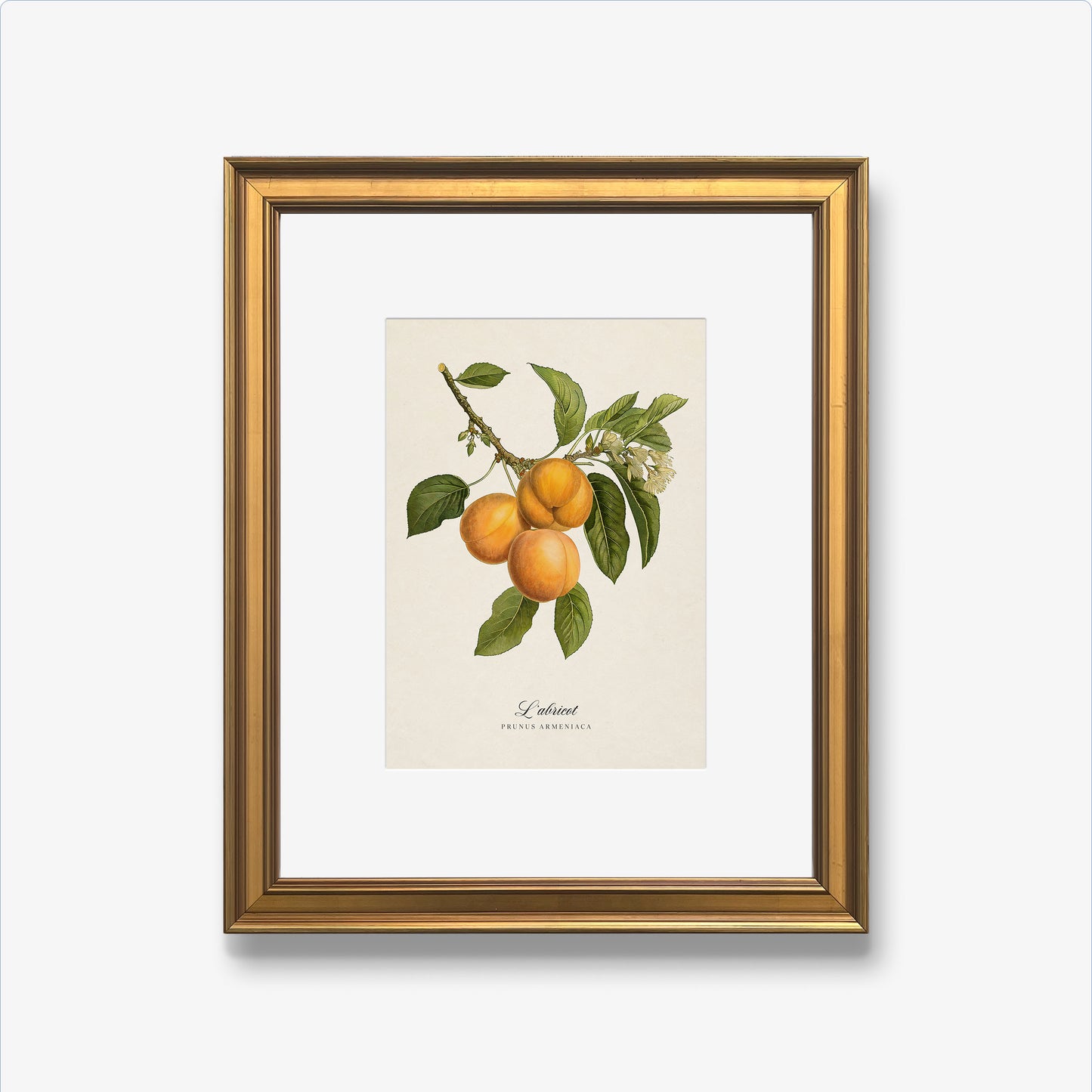 Botanicals: L'abricot