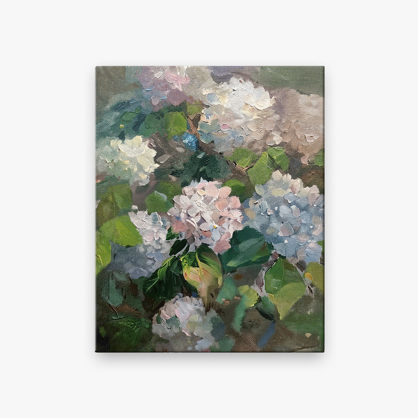 Hydrangea