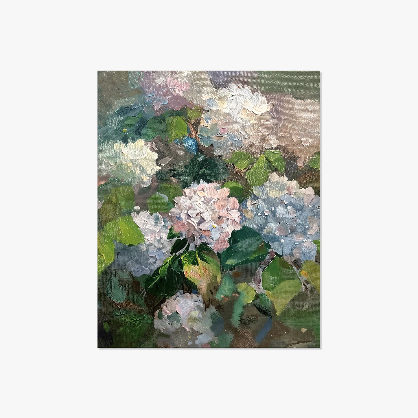 Hydrangea