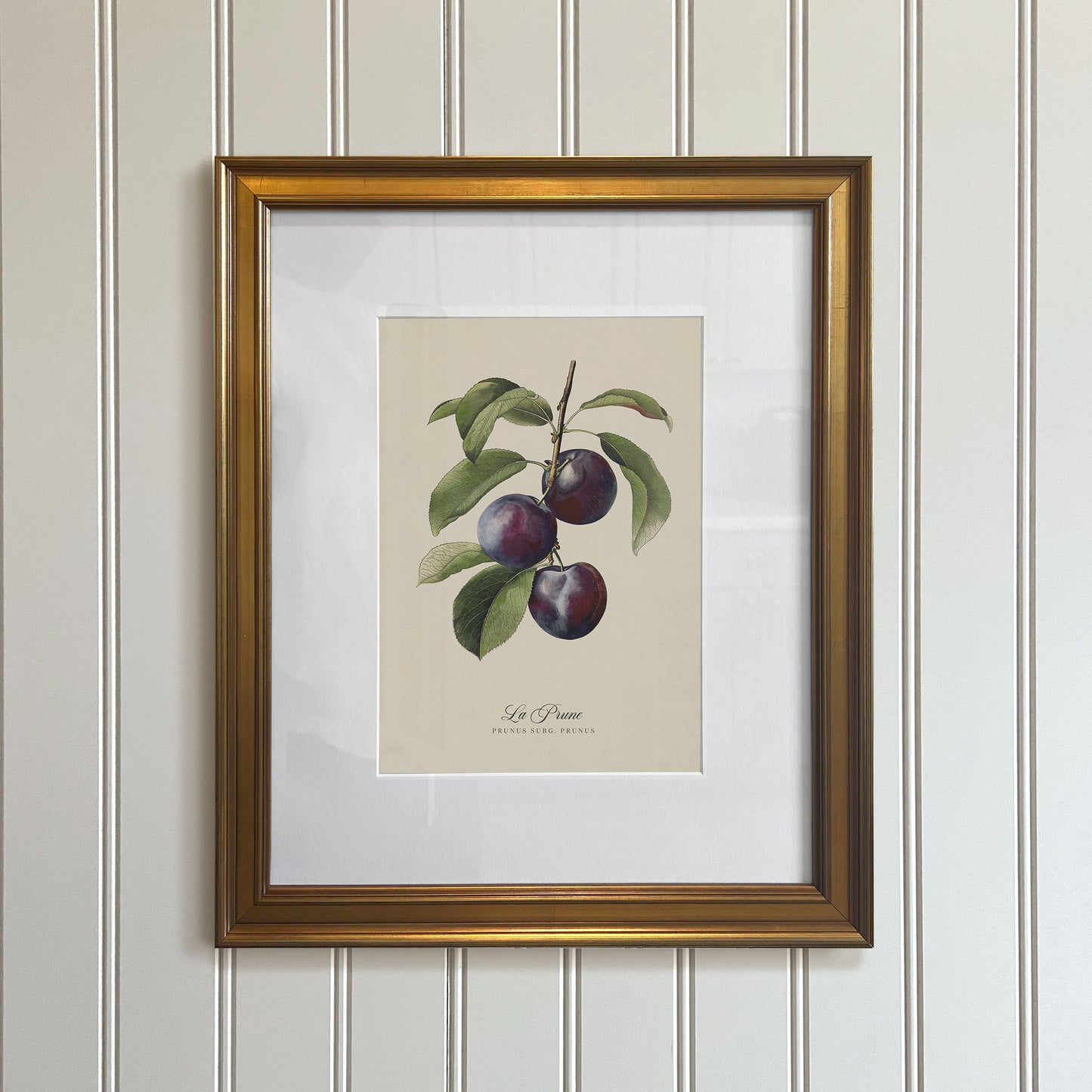 Botanicals: La Prune