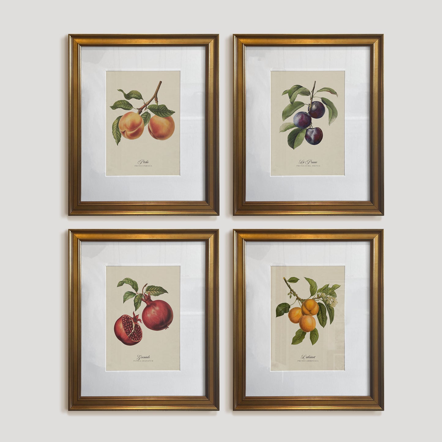 Botanicals: L'abricot