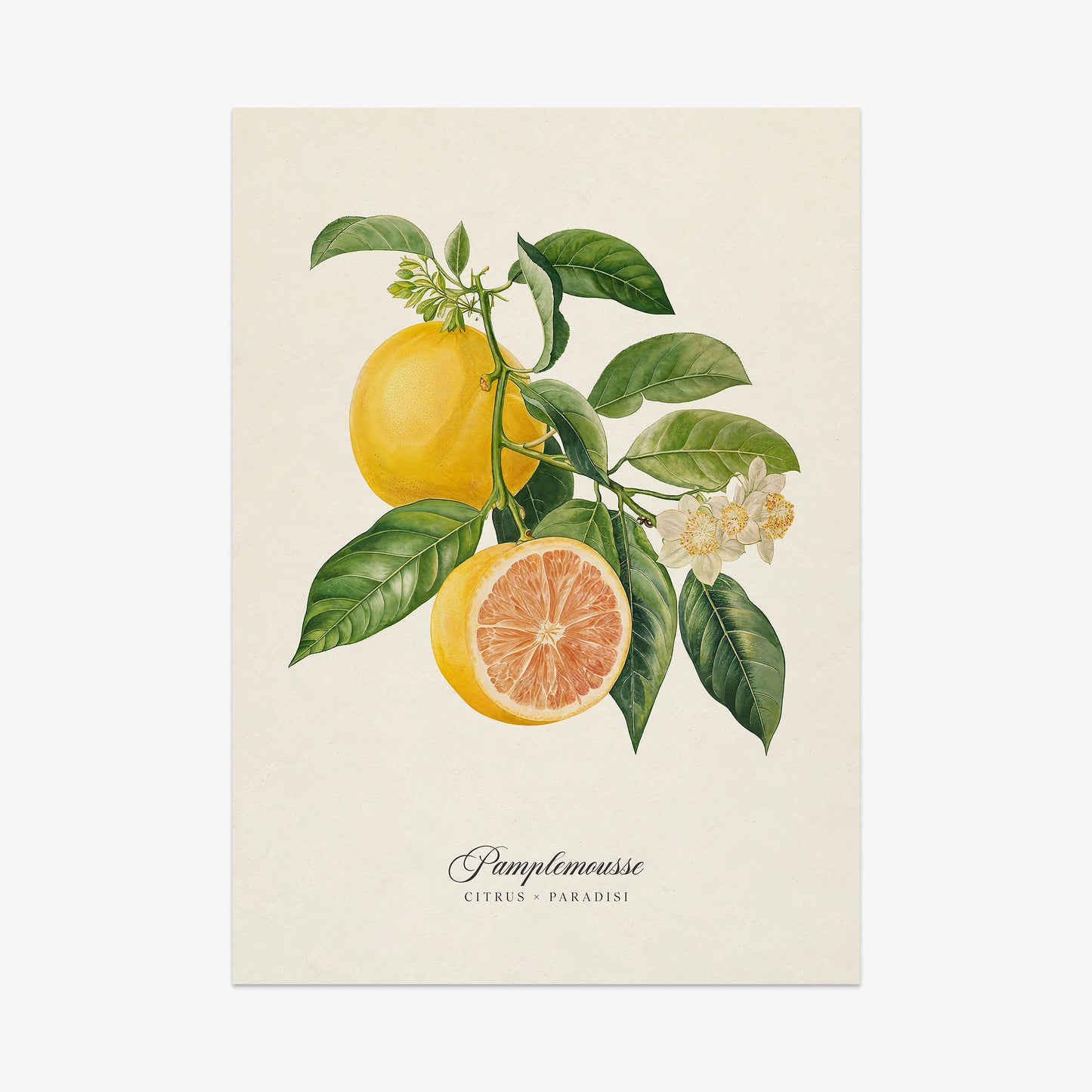 Botanicals: Pamplemousse