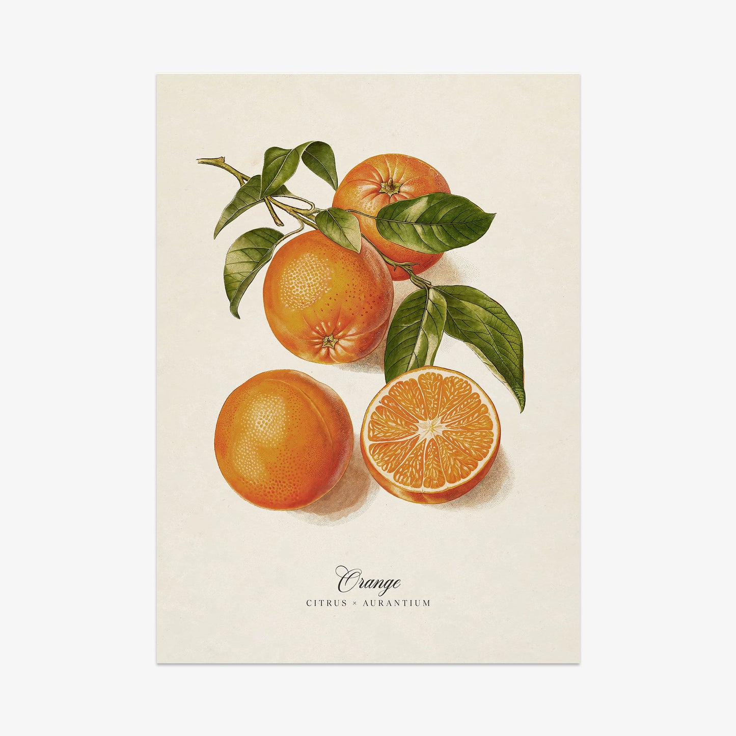 Botanicals: Orange