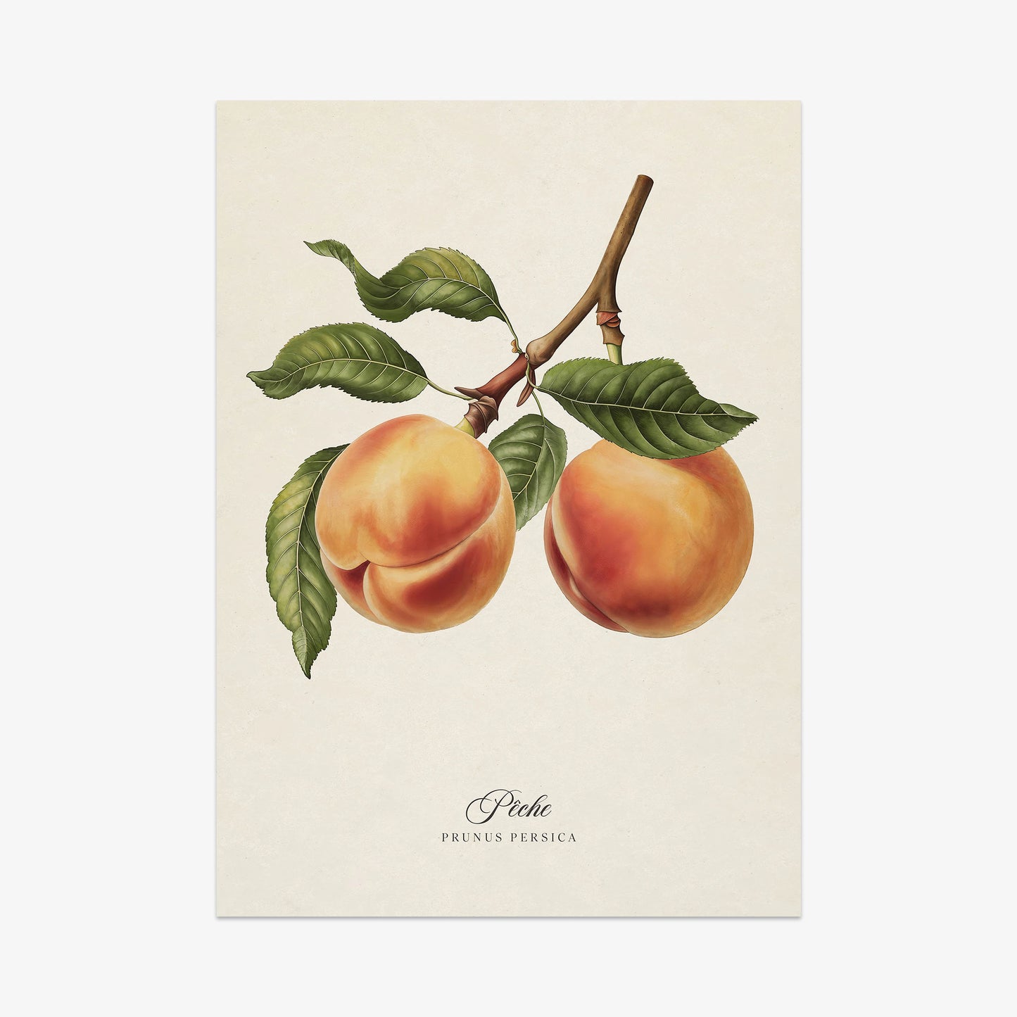 Botanicals: Pêche