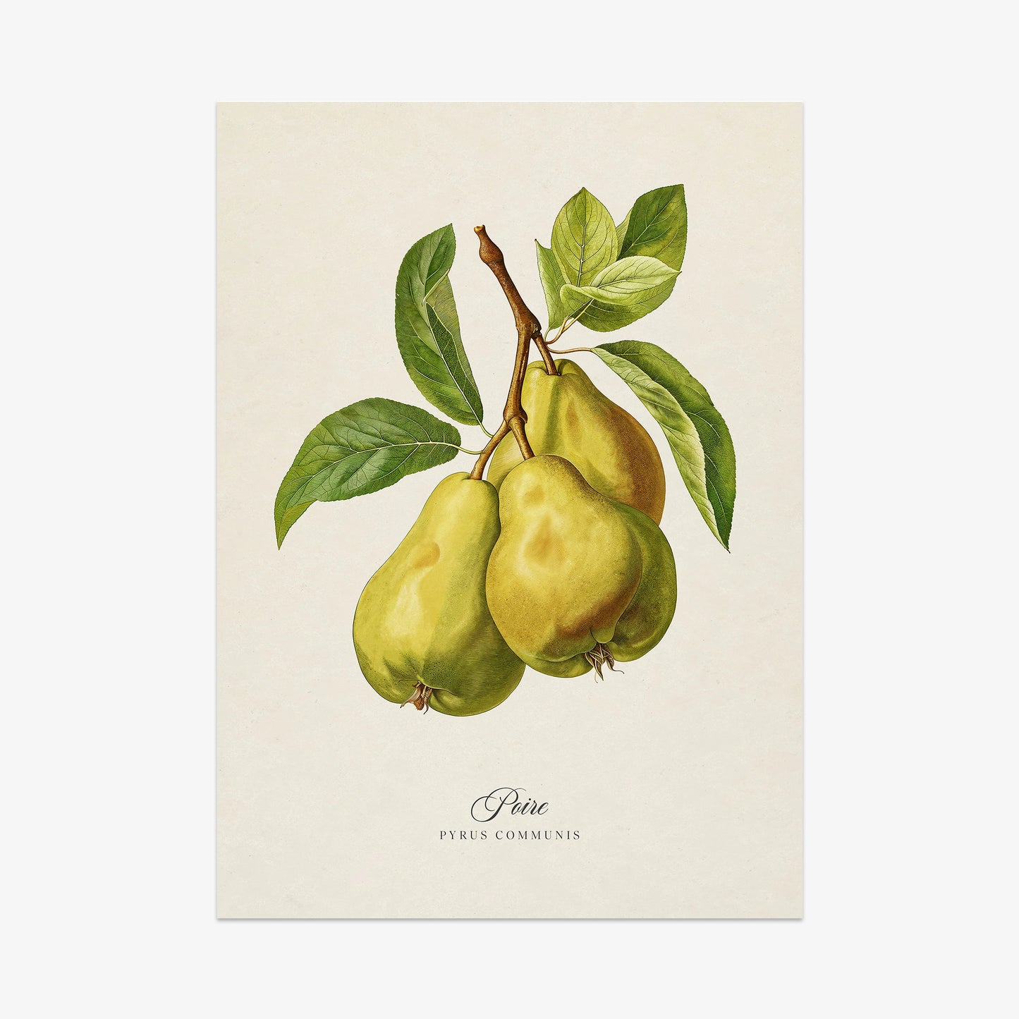 Botanicals: Poire