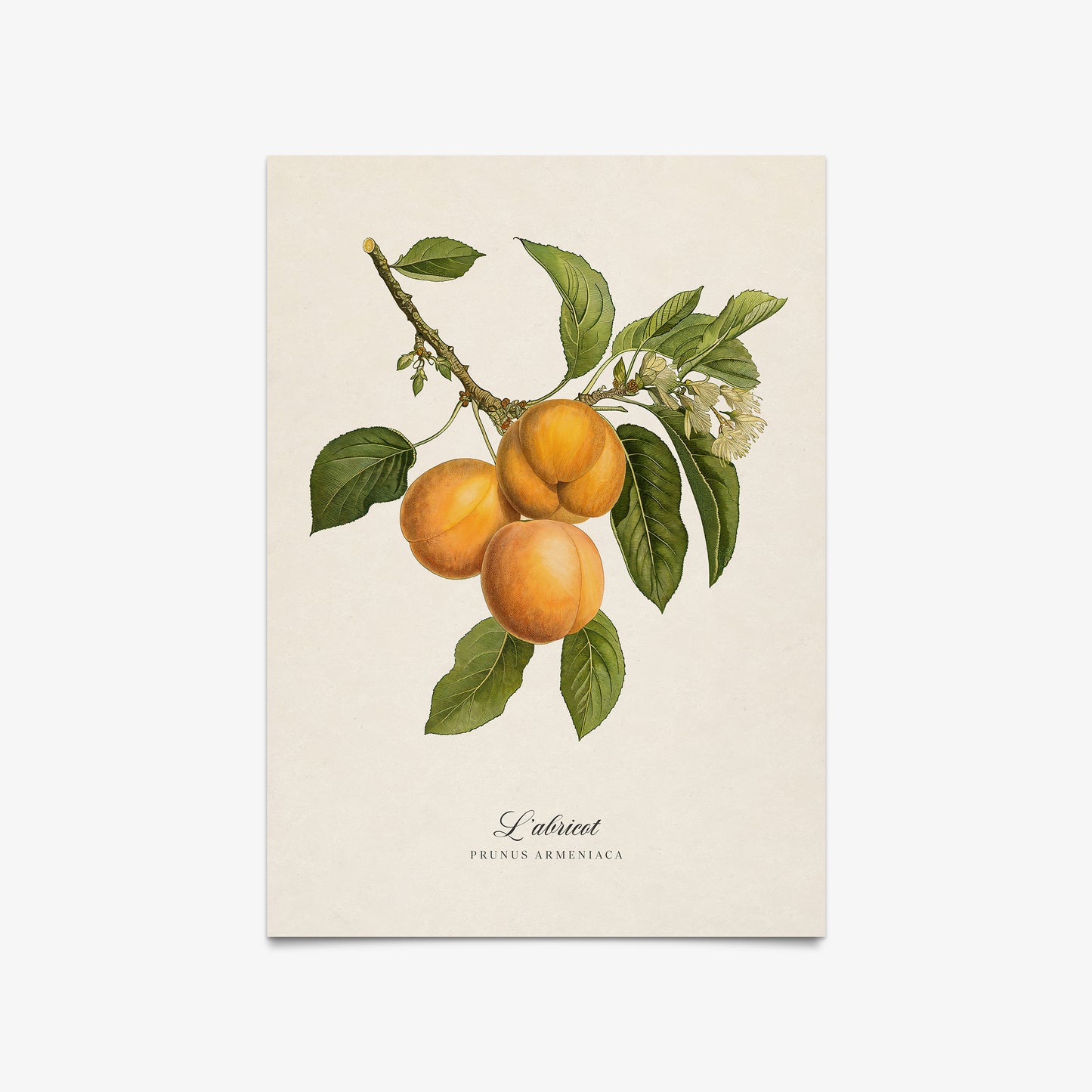 Botanicals: L'abricot