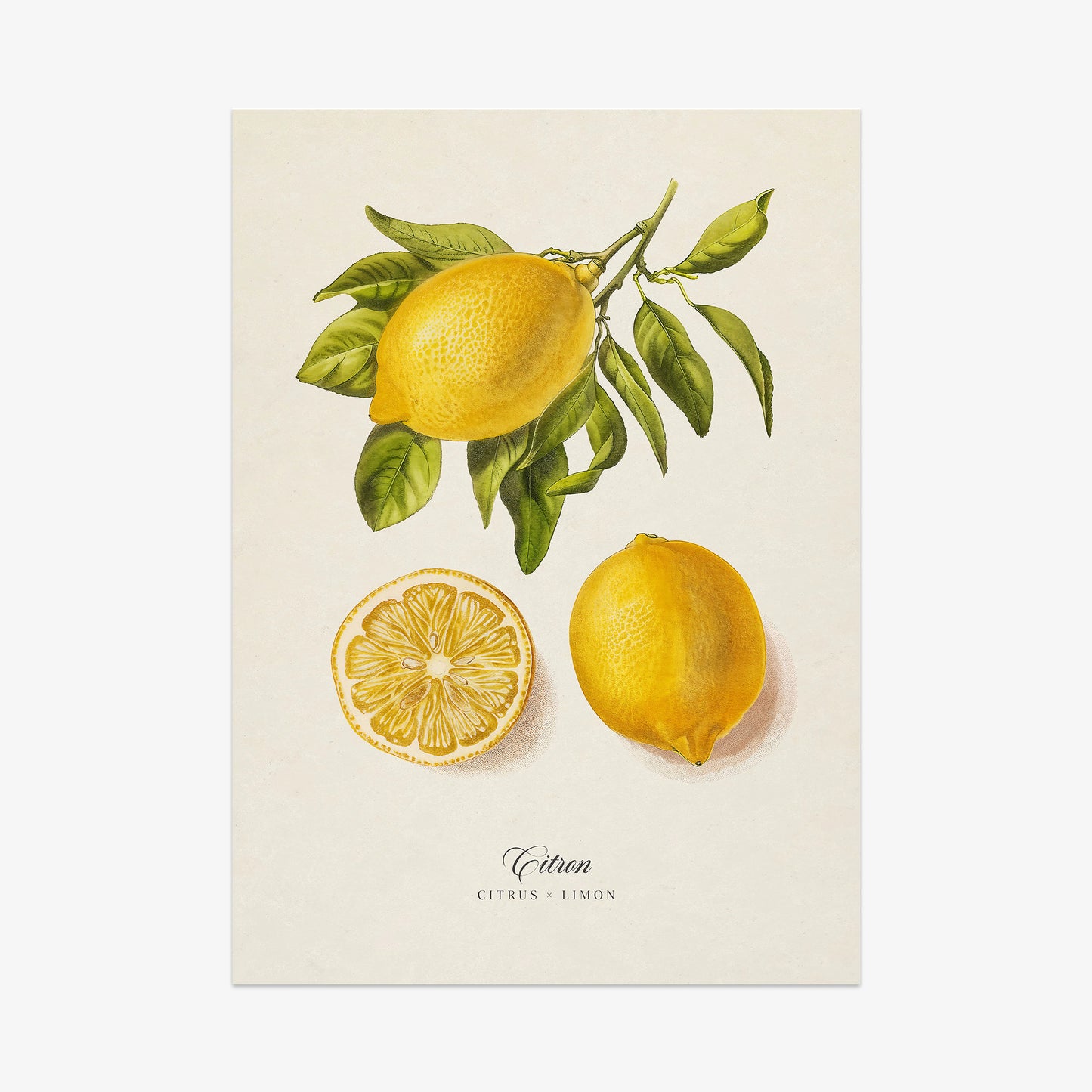 Botanicals: Citron