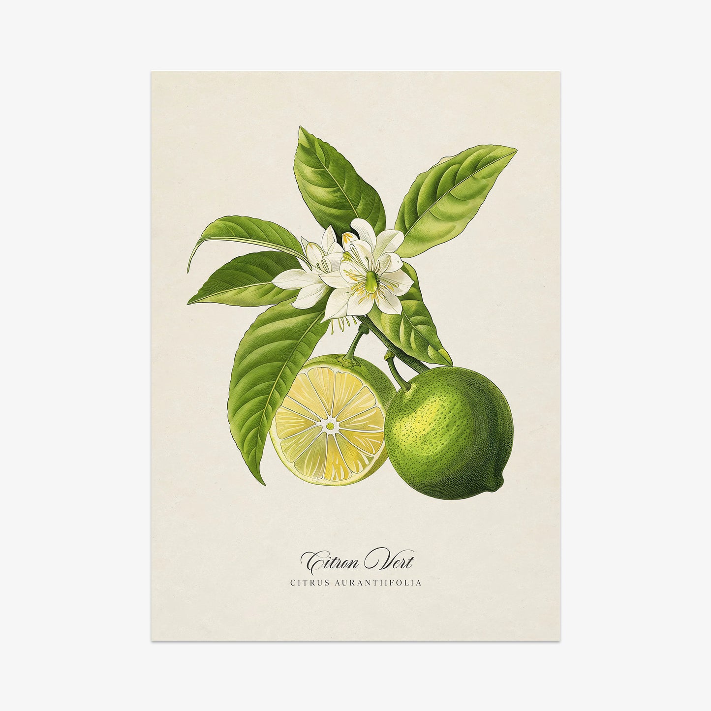 Botanicals: Citron Vert