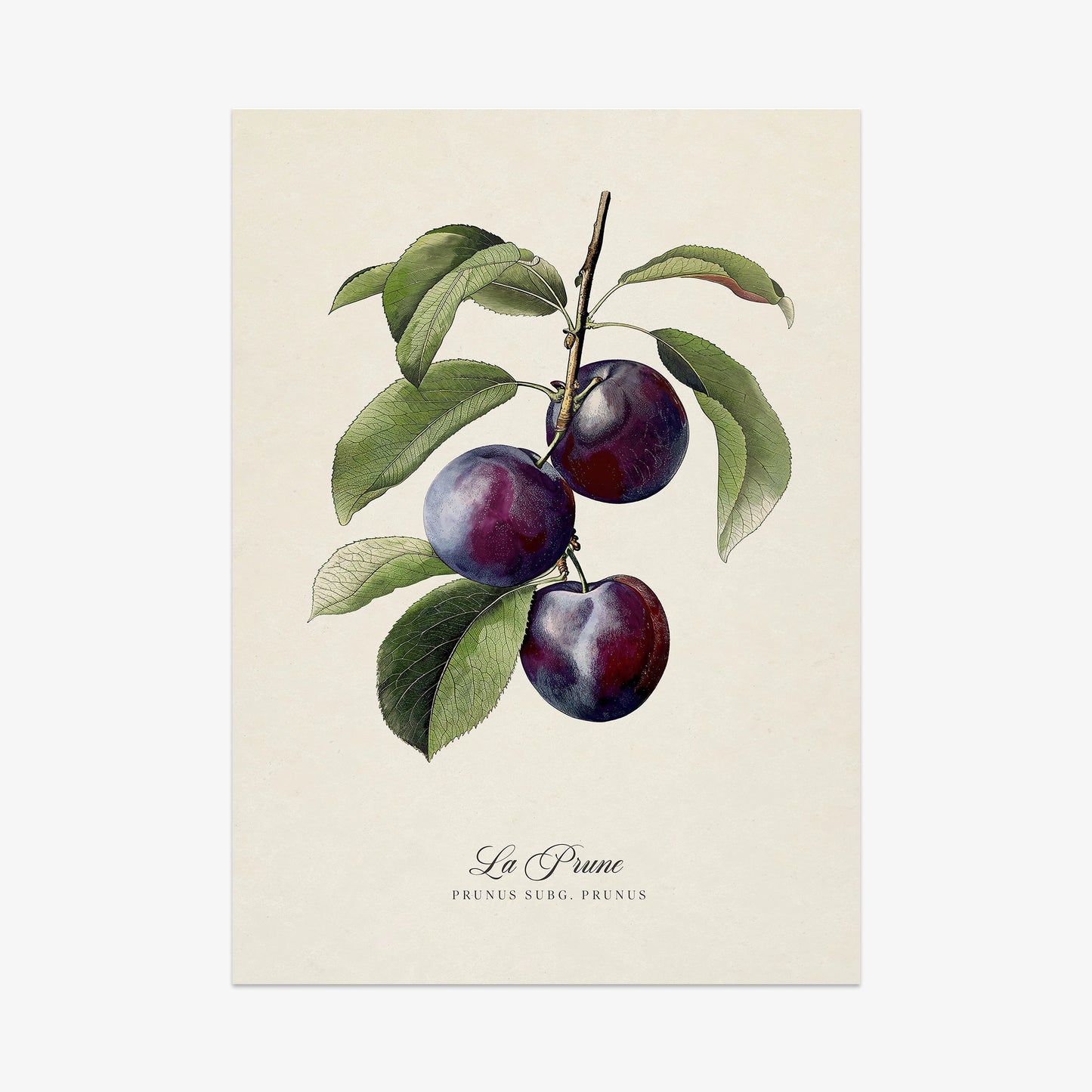 Botanicals: La Prune