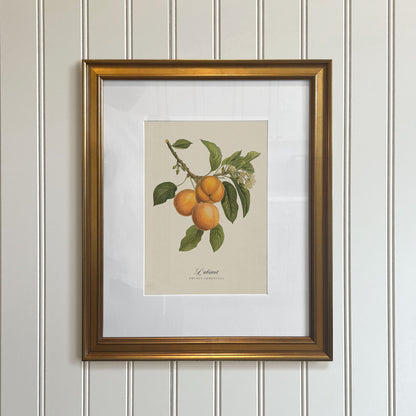 Botanicals: L'abricot