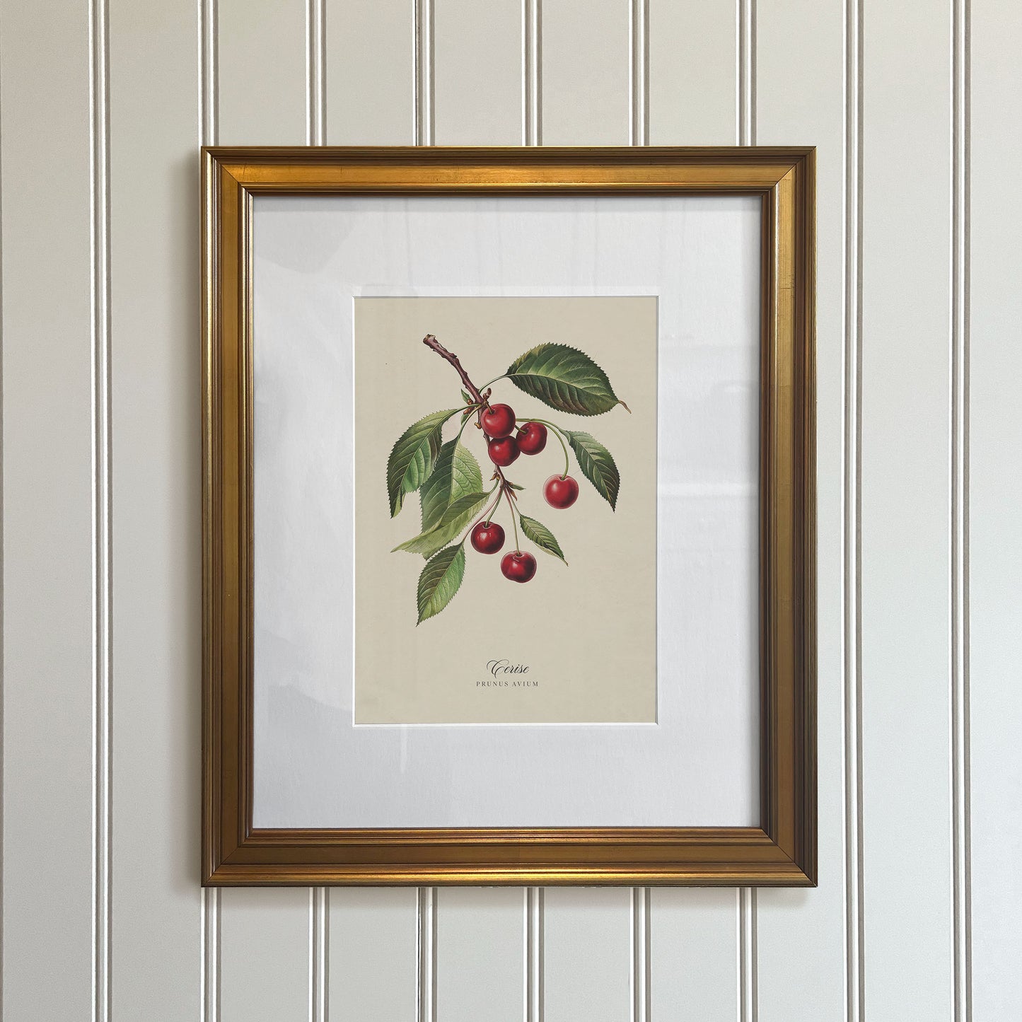 Botanicals: Cerise