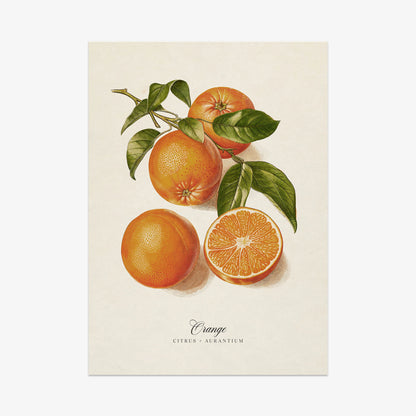 Botanicals: Orange