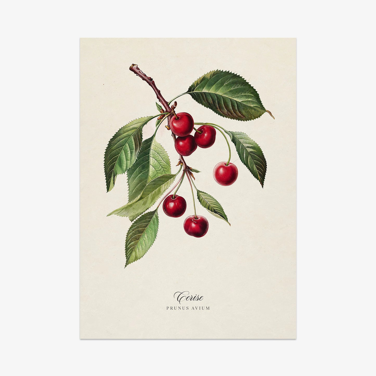 Botanicals: Cerise