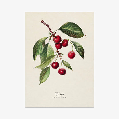Botanicals: Cerise